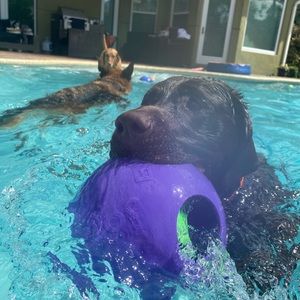 Meet your Posher, Beverly